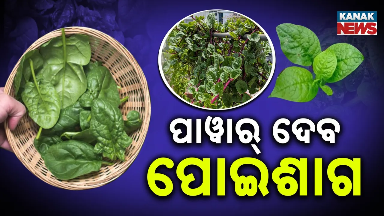  Malabar spinach Photograph: (KanakNews) 