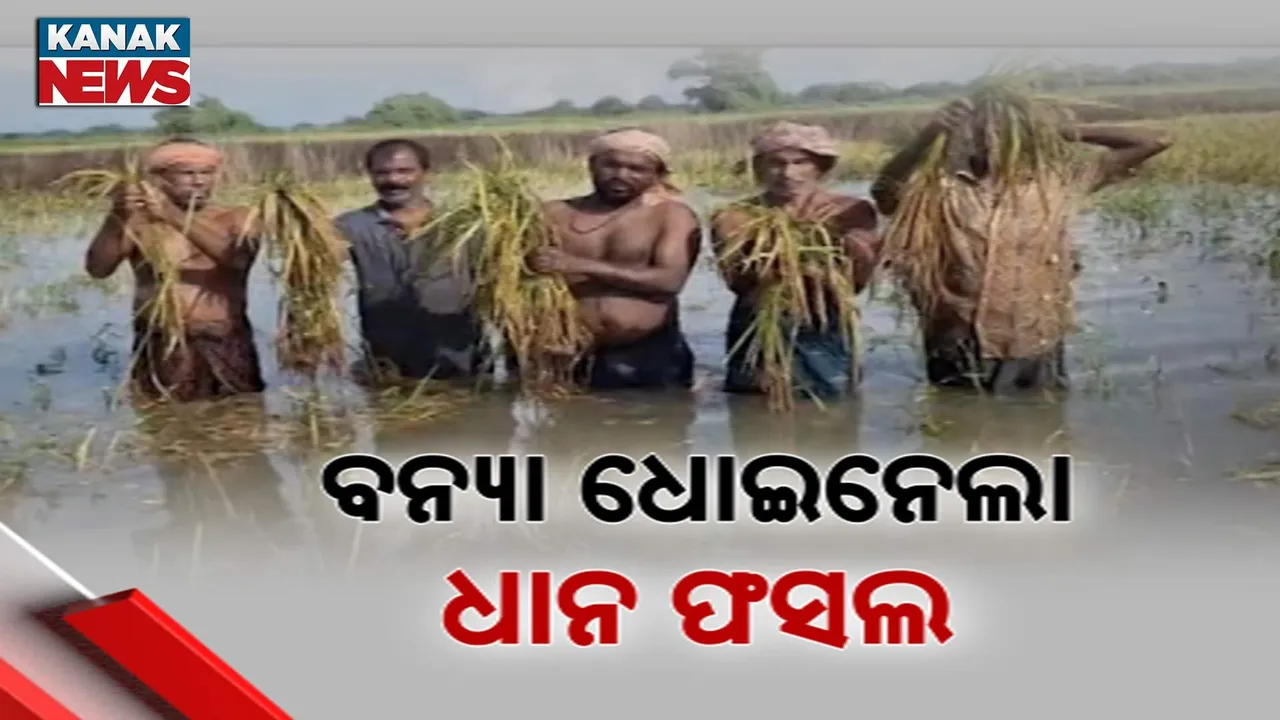  ବନ୍ୟା ଧୋଇଦେଲା ଧାନ ଫସଲ Photograph: (KanakNews) 