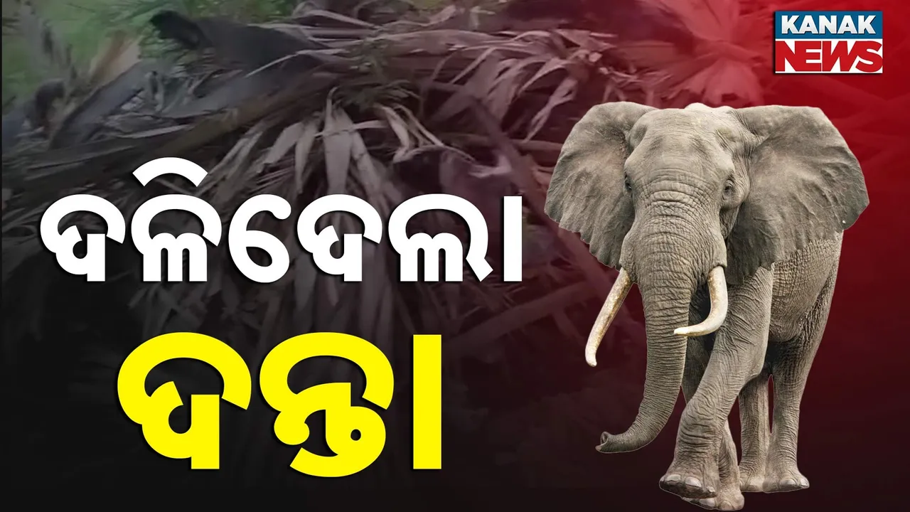  ଦଳିଦେଲା ଦନ୍ତା ; ଅକାଳରେ ଗଲା ୫୫ ବର୍ଷୀୟଙ୍କ ଜୀବନ