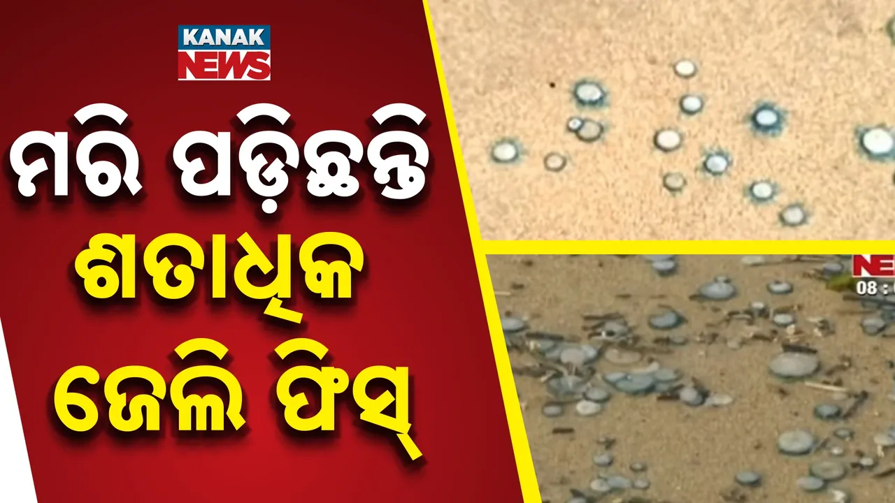  jelly Fish Photograph: (KanakNews) 