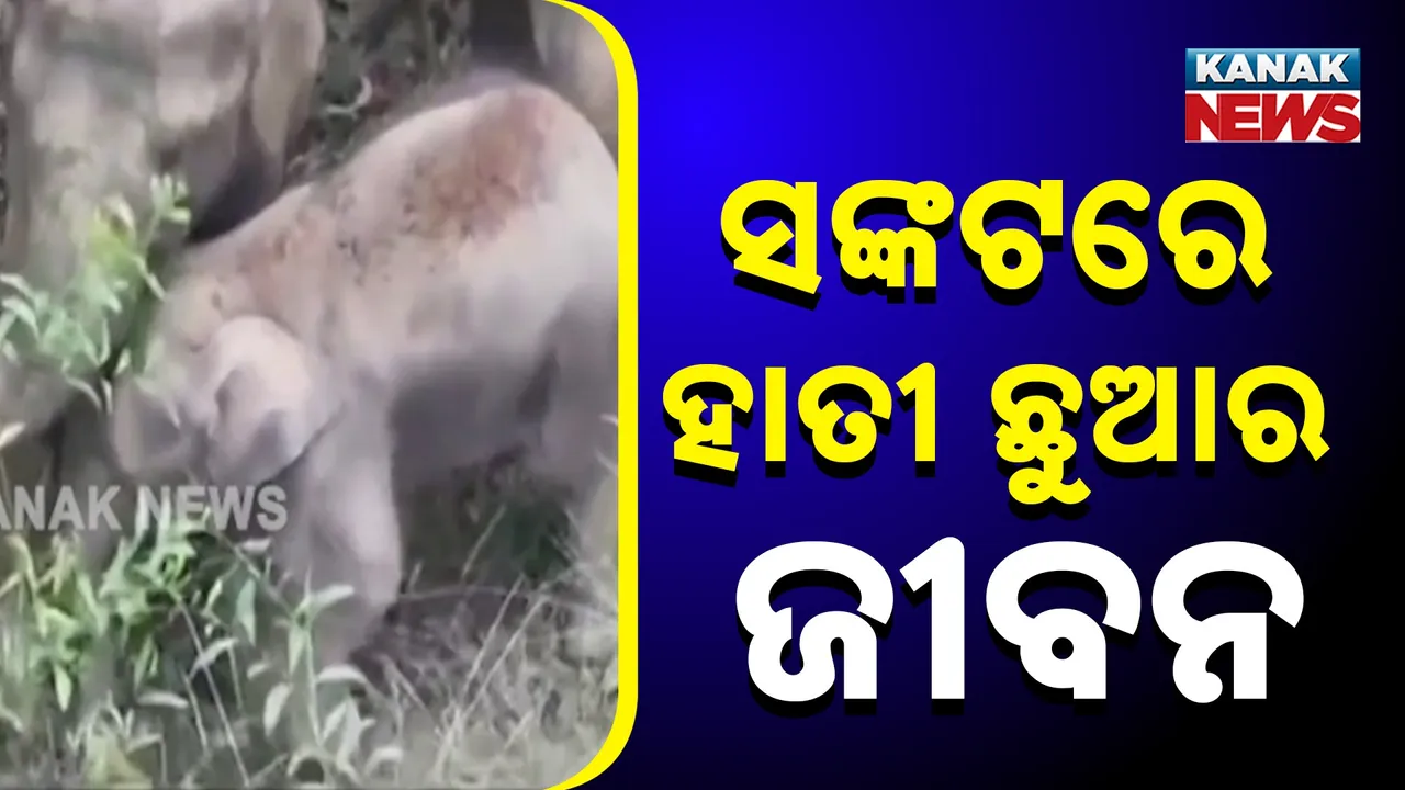  ଜଙ୍ଗଲରେ ବୁଲୁଛି ଅସୁସ୍ଥ ଆତୀ ଛୁଆ ; ଚିକିତ୍ସା ପାଇଁ ବନ ବିଭାଗର ନିଘା ନାହିଁ