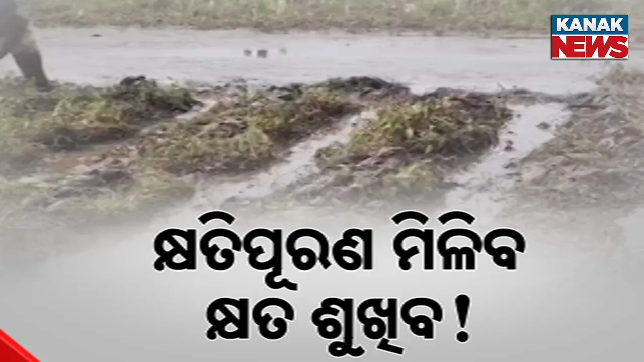  ଟଳିଛି ବନ୍ୟା ଭୟ, ବଢ଼ିଛି ଦୁର୍ଦ୍ଦଶା: ପରିଶ୍ରମର ମୂଲ ସାଉଁଟୁଛନ୍ତି ଚାଷୀ