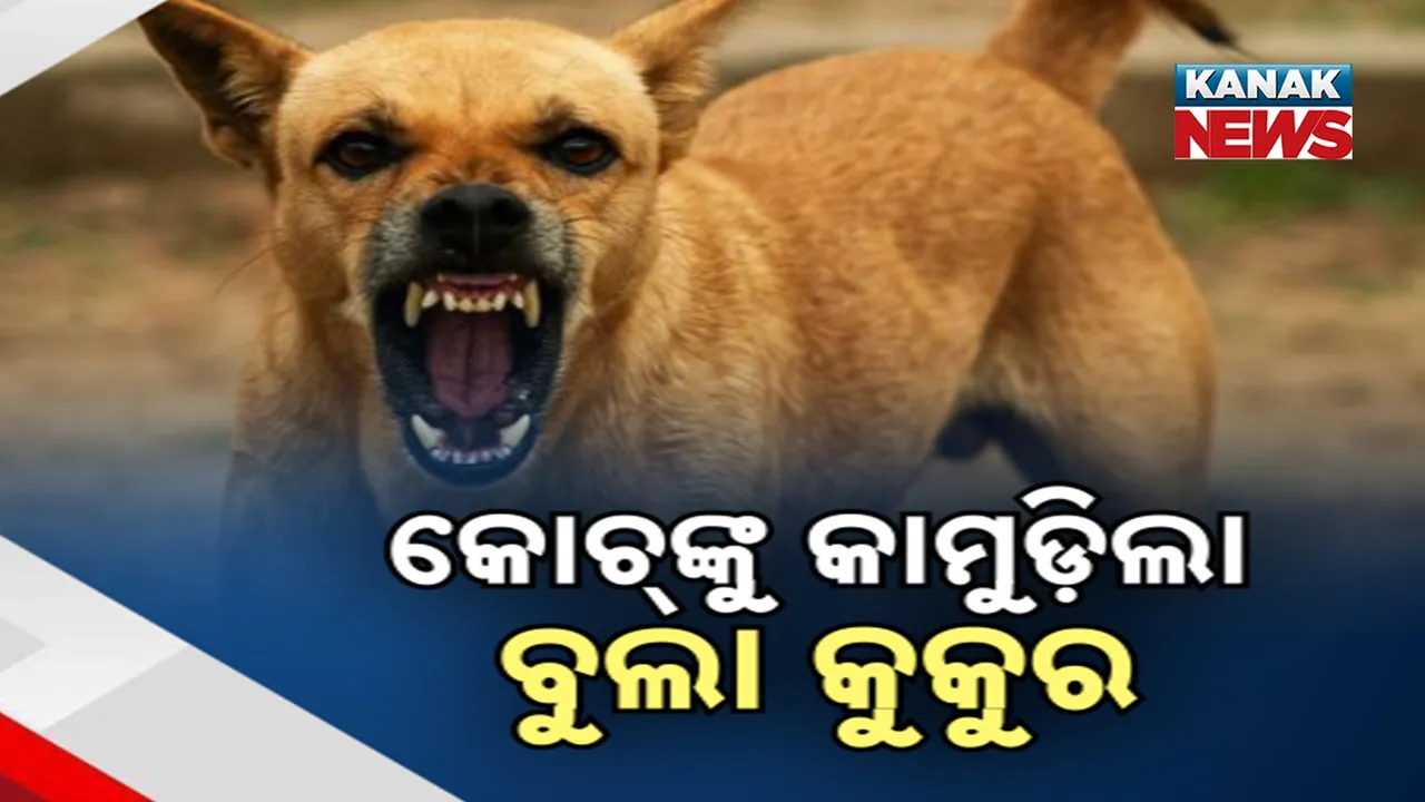  ପୁଣି ତାଜା ହେଲା ବୁଲା କୁକୁର ପ୍ରସଙ୍ଗ ; କୁକୁର କାମୁଡ଼ାରେ ଦୁଇ ବିଦେଶୀ କୋଚ୍ ଗୁରୁତର