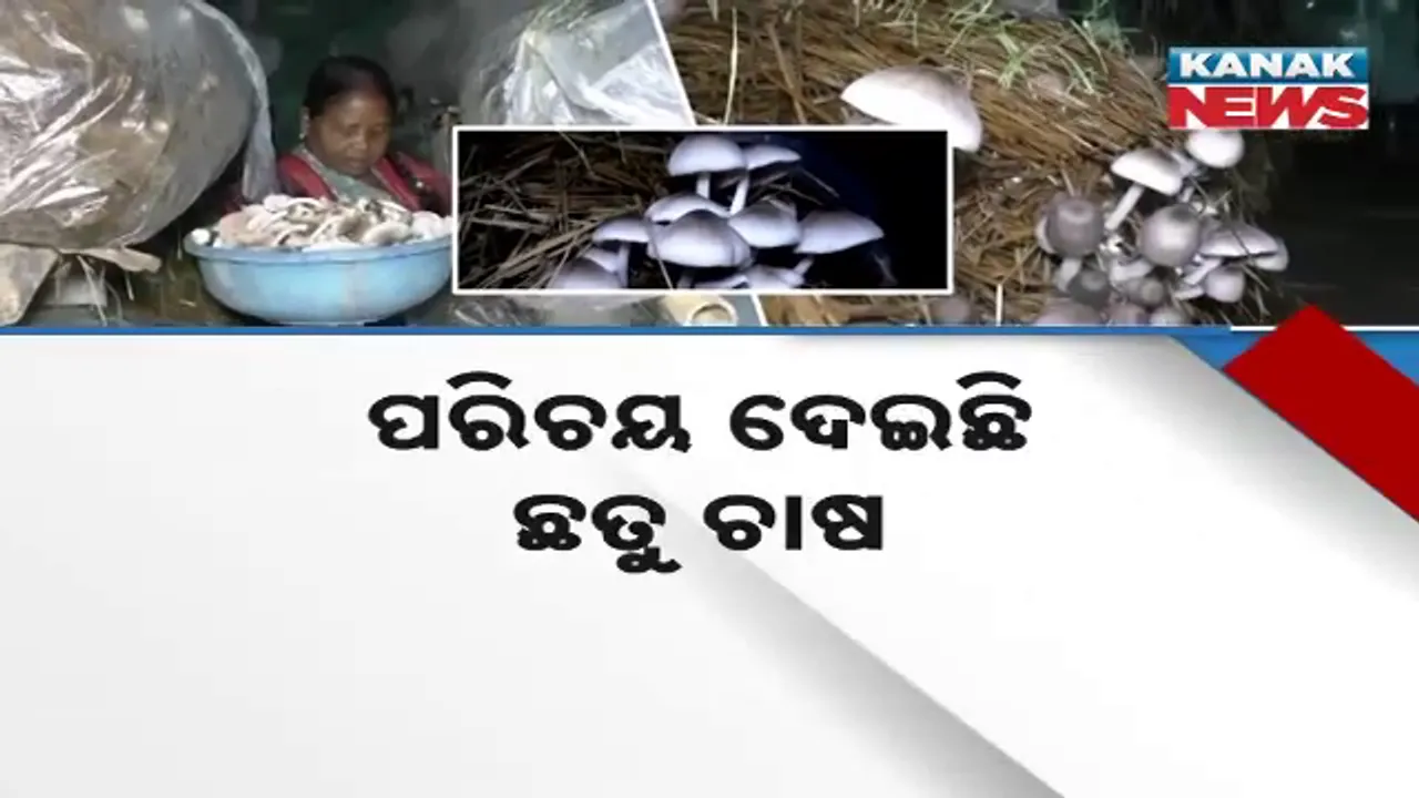  ପ୍ରେରଣାଦାୟୀ ପଦ୍ମାବତୀ : କଠିନ ପରିଶ୍ରମ କରି ପାଇଛନ୍ତି ସଫଳତା, ପରିଚୟ ଦେଇଛି ଛତୁ ଚାଷ