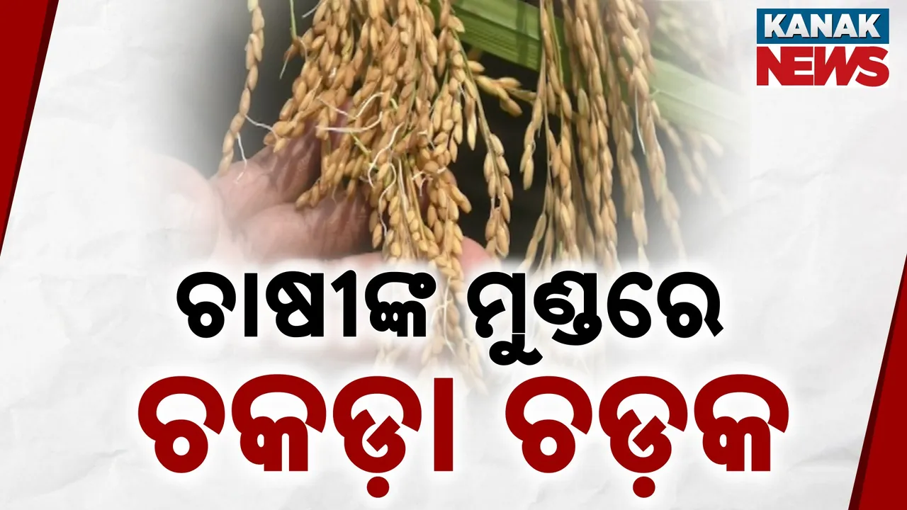  ଲଗାଣ ବର୍ଷା ପରେ ଚକଡ଼ା ଚଡ଼କ  ; ଚିନ୍ତାରେ ଝାରସୁଗୁଡ଼ାର ଚାଷୀ
