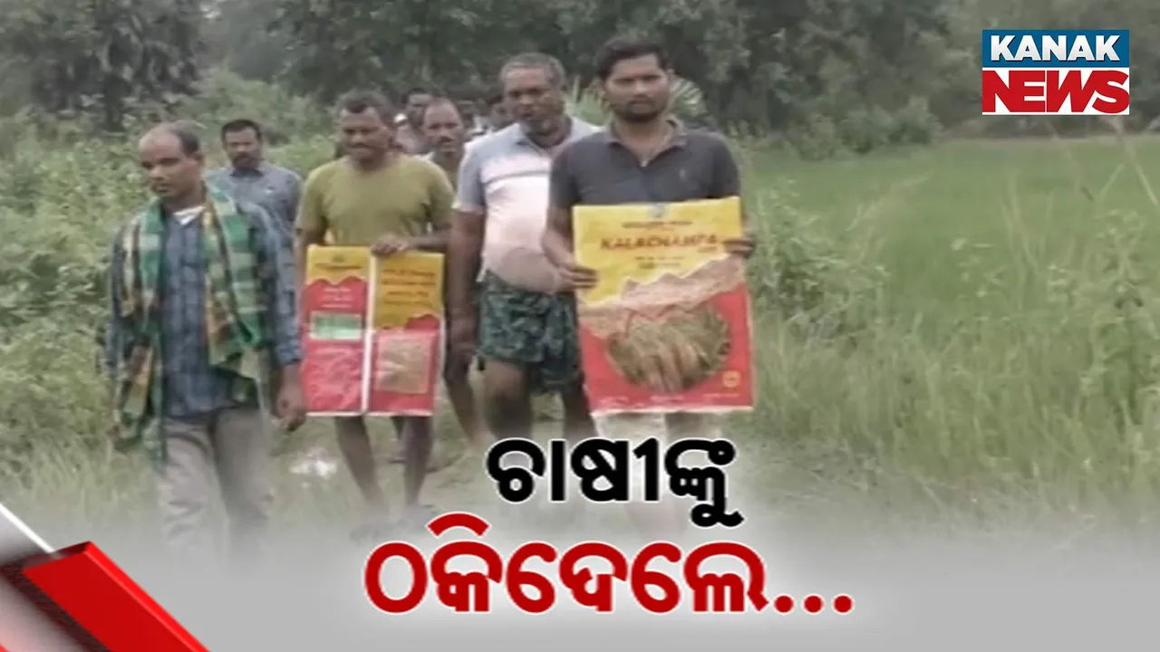  ଚାଷୀଙ୍କୁ କାଳ ନିମ୍ନମାନର ଧାନବିହନ: ବିହନ ପକାଇ ବିତିଗଲା ୯୦ ଦିନ, ତଥାପି କ୍ଷେତରେ ବାହାରିଲାନି ଧାନ
