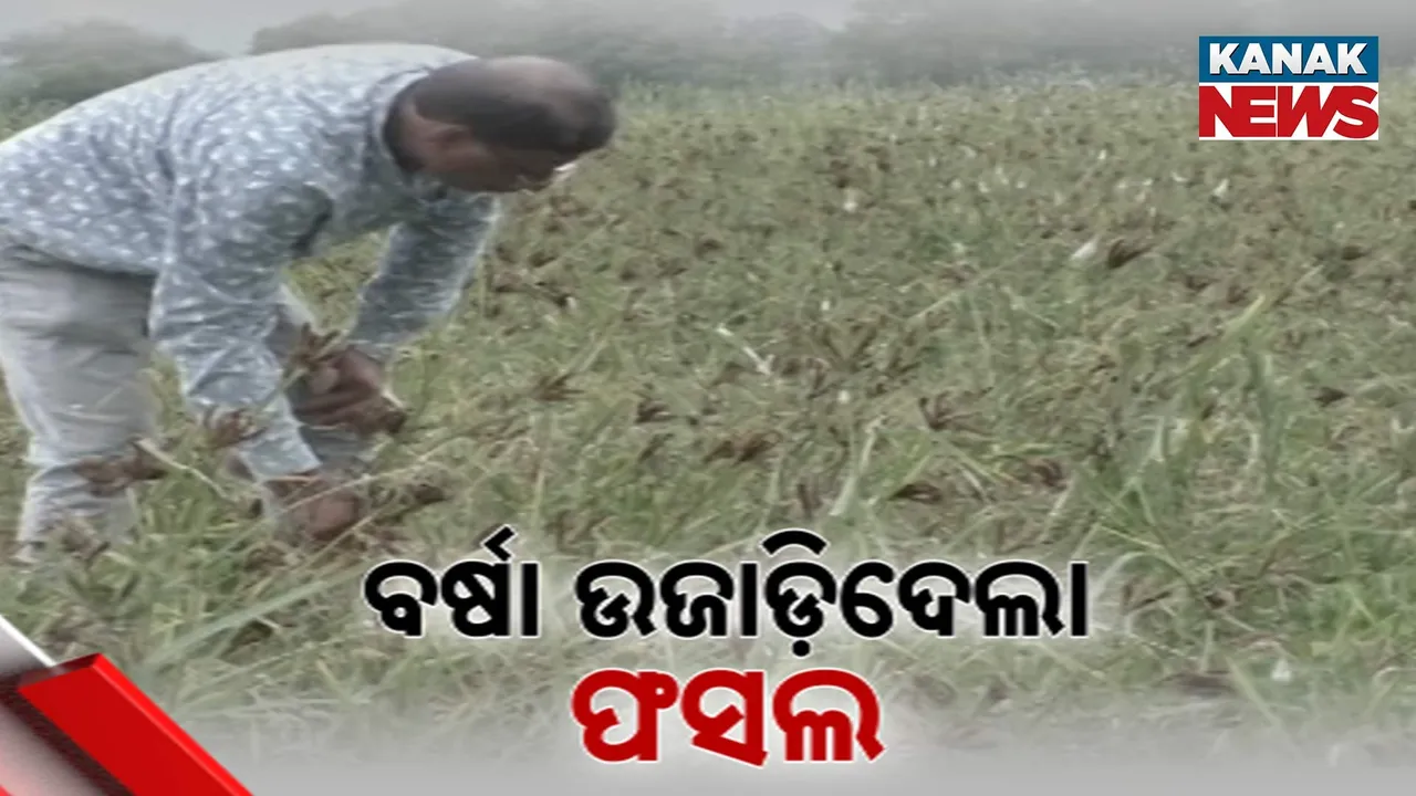  ଅଦିନିଆ ବର୍ଷା ଉଜାଡ଼ିଦେଲା ଫସଲ, ଭାଙ୍ଗିଦେଲା ଚାଷୀର ମେରୁଦଣ୍ଡ
