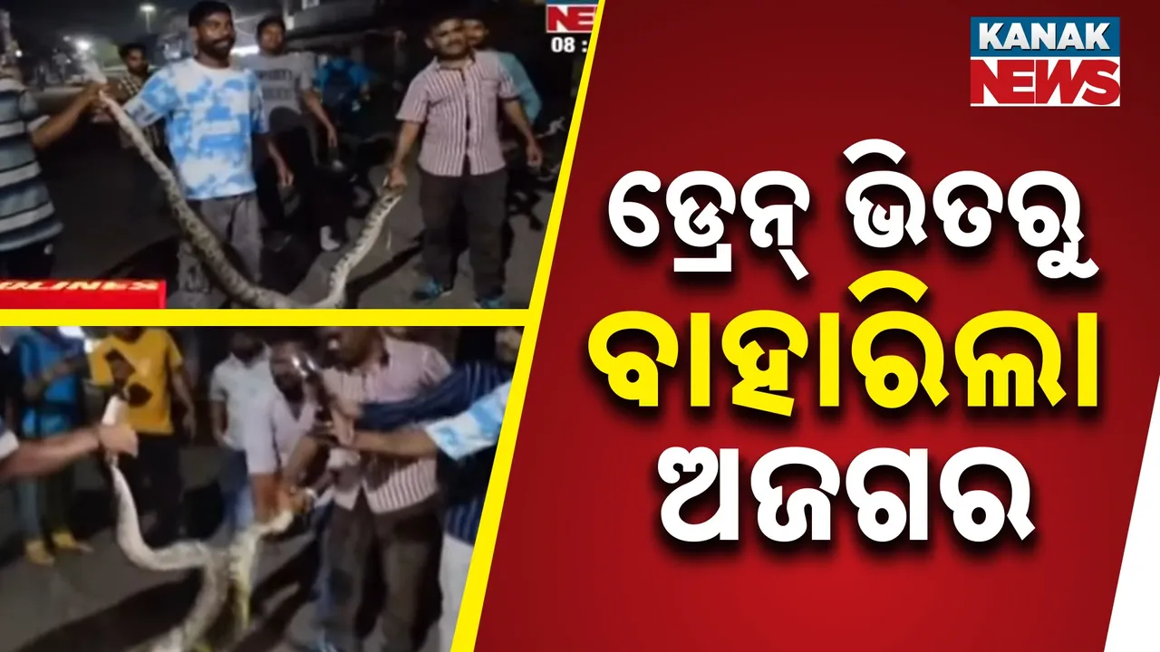  ଡ୍ରେନ୍‌ରୁ ବାହାରିଲା ଅଜଗର  ; ୧୭ ଫୁଟ ଅଜଗର ଦେଖି ଡରିଗଲେ ଲୋକେ