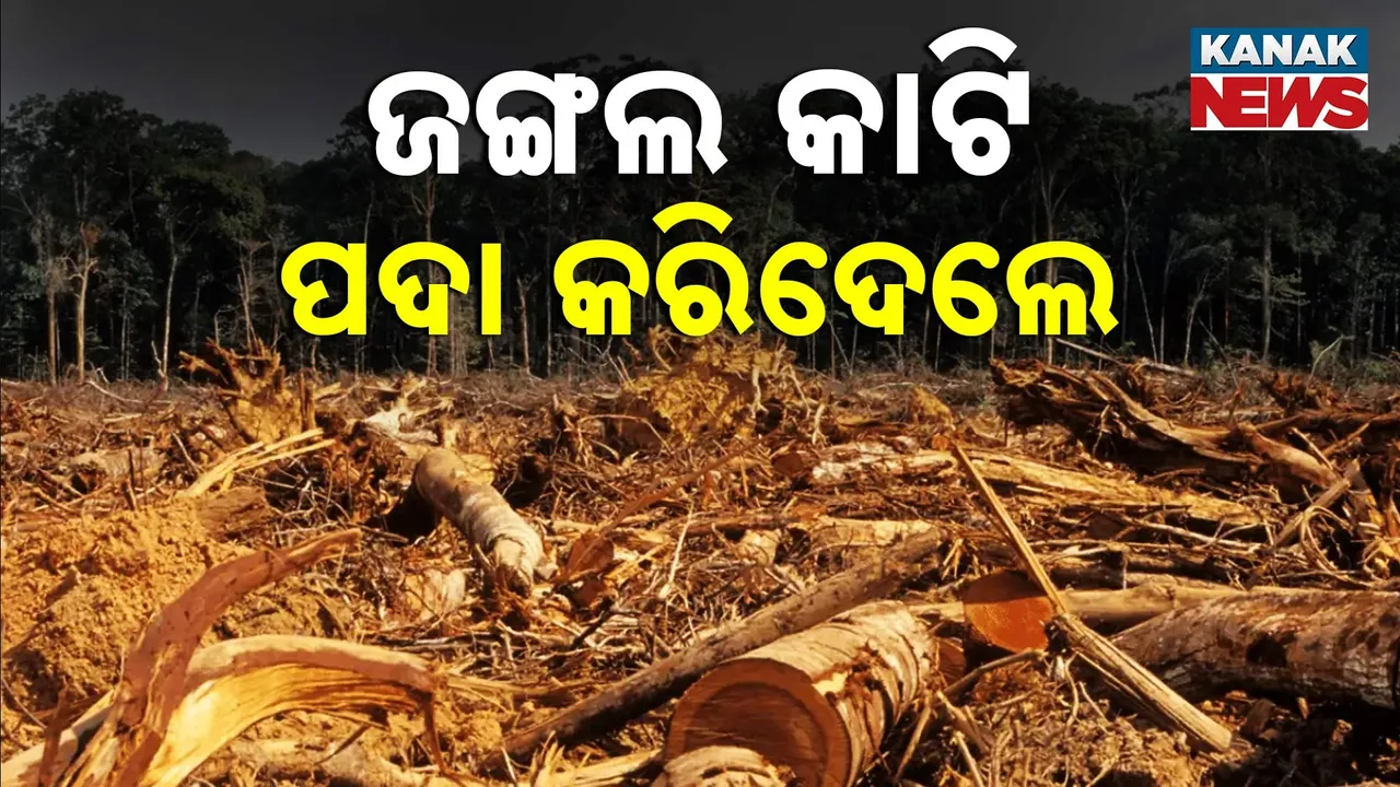  ପଦାରେ ପଡ଼ିଲା ସମ୍ବଲପୁର କୁଚିଣ୍ଡା ବନବିିଭାଗର ଅପାରଗତା, ଲଇଡ଼ାଗୁନା ଜଙ୍ଗଲରୁ କଟିଛି ହଜାର ହଜାର ଗଛ, ବନ ବିଭାଗ ପାଖରେ ନାହିଁ ଉତ୍ତର