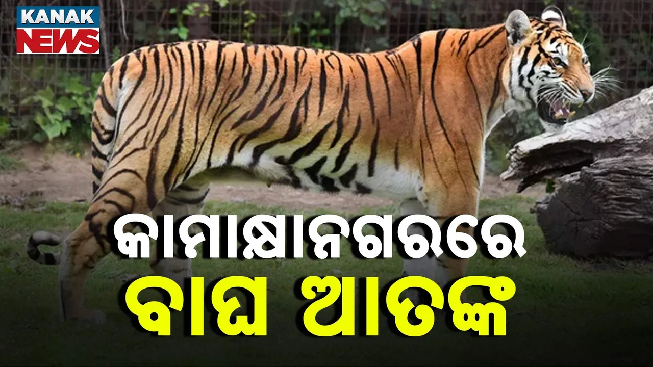  ଜନବସତି ମୁହାଁ ଜଙ୍ଗଲୀ ବାଘ, ଢେଙ୍କାନାଳ କାମାକ୍ଷାନଗରରେ ବାଘ ଆତଙ୍କ, ଗାଈକୁ ଜଙ୍ଗଲ ଭିତରକୁ ଟେକିନେଲା ବାଘ