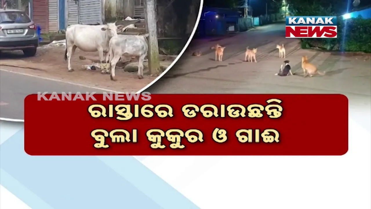  ଆତଙ୍କ ସୃଷ୍ଟି କଲେଣି କୁକୁର ଓ ଗାଈ, ଅବାଧ ବିଚରଣ ସୃଷ୍ଟି କରୁଛି ବିପଦ