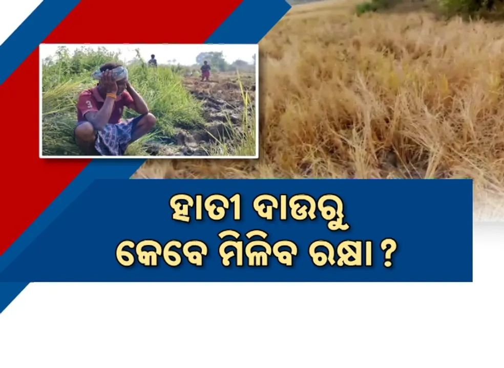  ହାତୀ ଦାଉରୁ କେବେ ମିଳିବ ରକ୍ଷା ? ଖାଉଛନ୍ତି କମ୍‌, ନଷ୍ଟ କରୁଛନ୍ତି ଅଧିକ