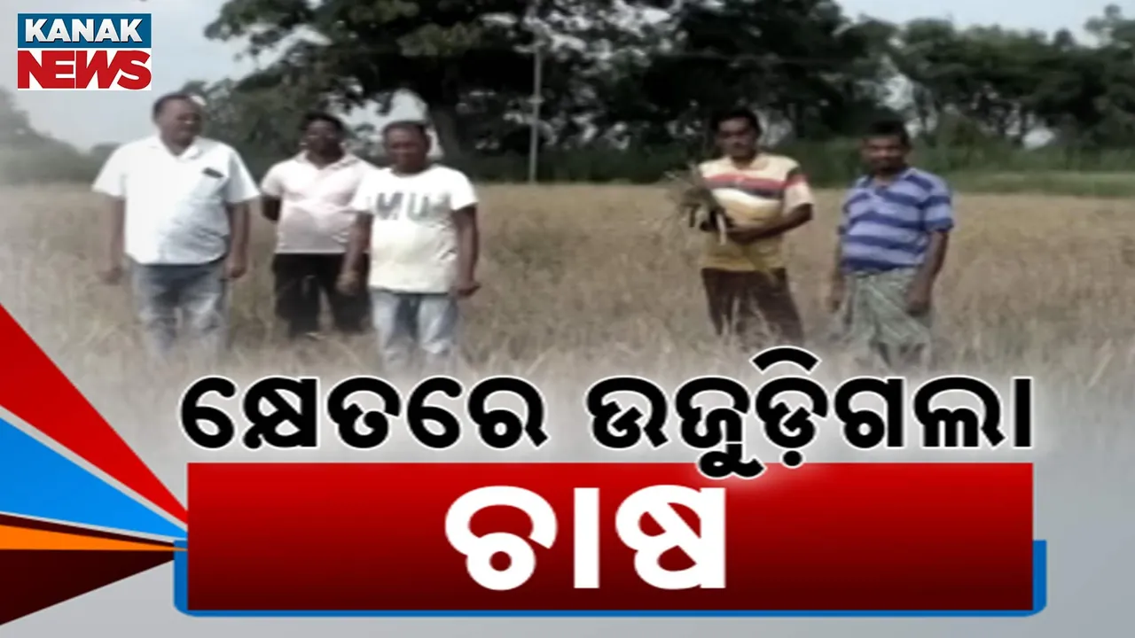  ବର୍ଷା ଉଜାଡ଼ି ଦେଲା ଚାଷ; ଆଉ ଯାହା ବଞ୍ଚିଥିଲା ଦାଉ ସାଜୁଛି ପୋକ