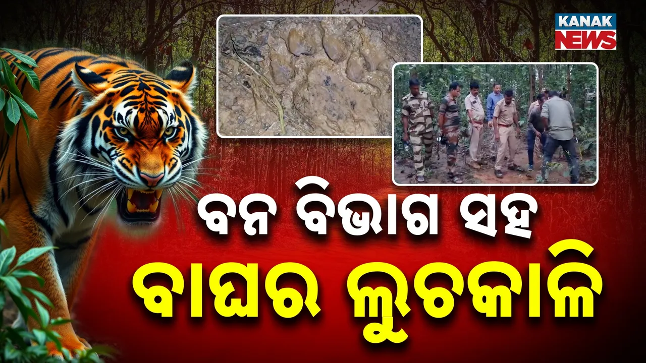  tiger Photograph: (kanakNews) 