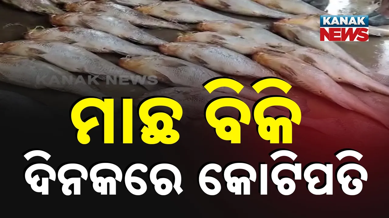 ମାଛ ବିକି ଦିନକରେ କୋଟିପତି, ଜାଲରେ ଲାଗିଥିଲା ୯୦ଟି ତେଲିଆ ମାଛ