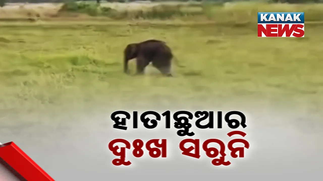  ସରୁନାହିଁ ହାତୀଛୁଆର ଦୁଃଖ, ଅସୁସ୍ଥ ଅବସ୍ଥାରେ ବୁଲୁଛି ଏ ଜଙ୍ଗଲରୁ ସେ ଜଙ୍ଗଲ, ଆହାତ ଛୁଆକୁ ଘେରି ରହିଛନ୍ତି ହାତୀପଲ