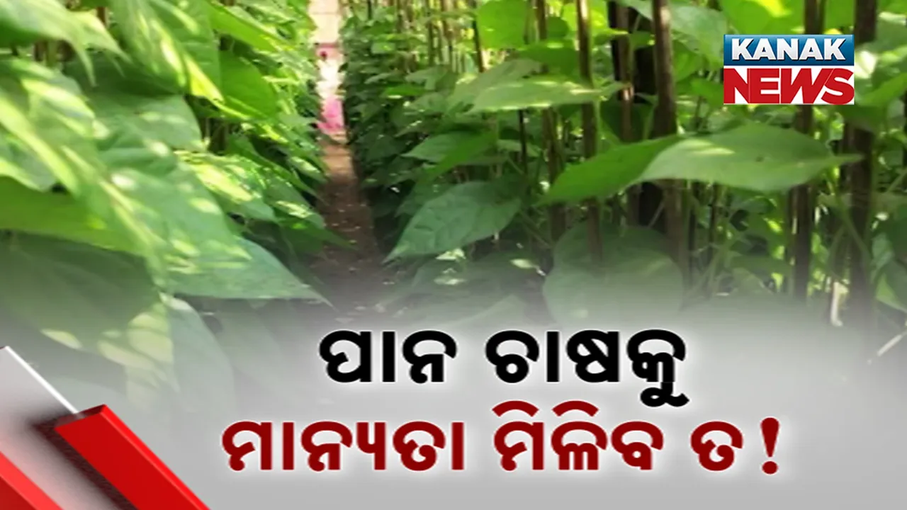  ସରକାର ବଦଳିଲେ ହେଲେ ବଦଳିଲା ନାହିଁ ପାନ ଚାଷୀଙ୍କ ଭାଗ୍ୟ, ଅର୍ଥକାରୀ ପାନ ଚାଷକୁ ମିଳୁନି କୃଷି ମାନ୍ୟତା
