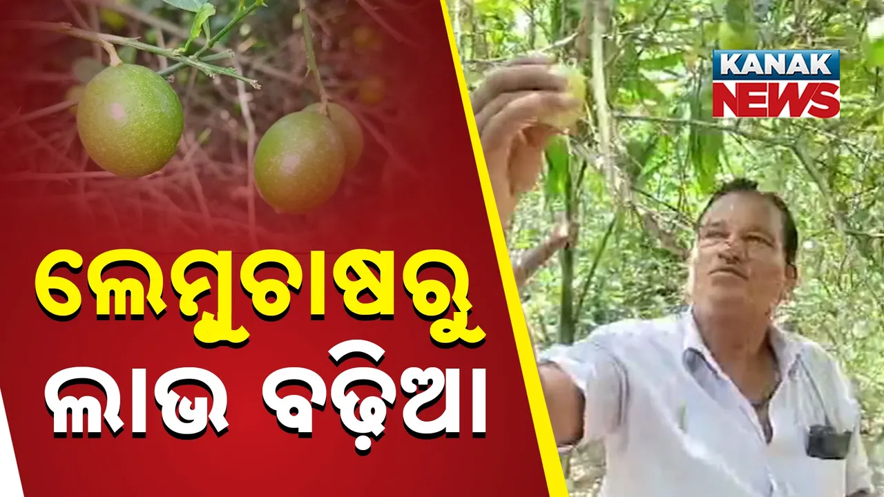  ଲେମ୍ବୁଚାଷରୁ ଲାଭ ବଢ଼ିଆ Photograph: (KanakNews) 