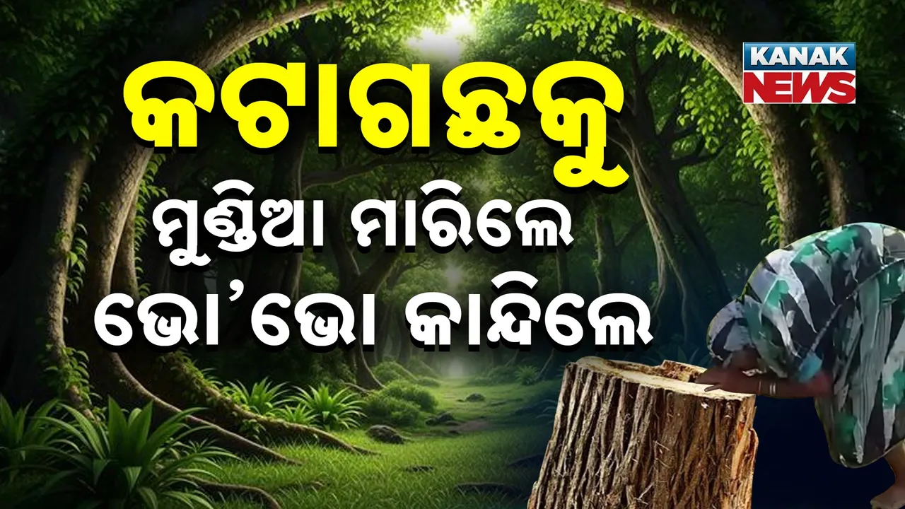  tree Photograph: (kanaknews) 