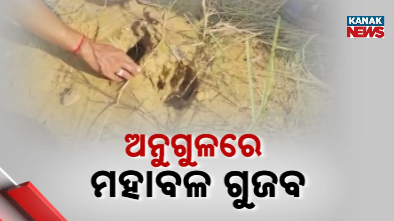  ଅନୁଗୁଳରେ ମହାବଳ ନେଇ ଗୁଜବ ! ସୋସିଆଲ୍‌ ମିଡିଆରେ ବୁଲୁଛି କୃତ୍ରିମ ଫଟୋ