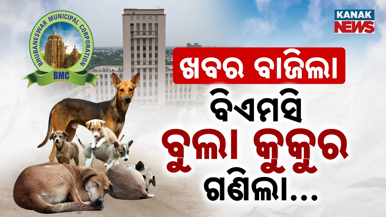  ଖବର ବାଜିଲା ବିଏମସି ନିଦ ଭାଙ୍ଗିଲା, ଭୁବନେଶ୍ବରରେ କେତେ ଅଛନ୍ତି ବୁଲା କୁକୁର ଶେଷରେ ସଂଖ୍ୟା ଦେଲା ବିଏମସି...