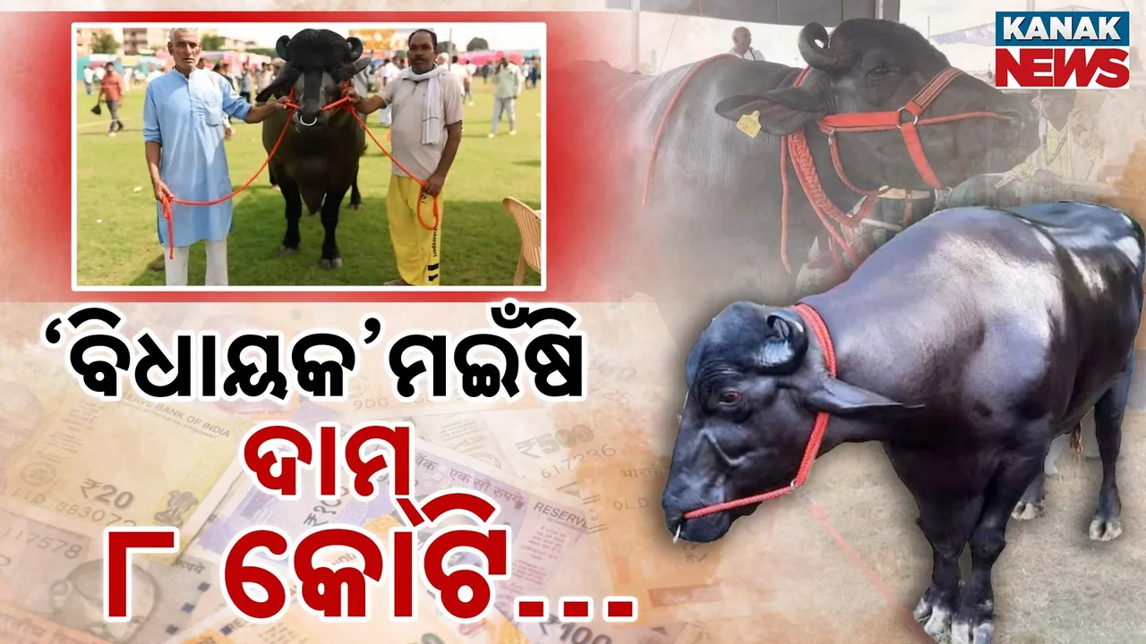  ମଇଁଷିର ନାଁ ‘ବିଧାୟକ’; ଦାମ୍ ୮ କୋଟି ଟଙ୍କା, ଏସିରେ ରହୁଛି, କାଜୁ-ବାଦାମ ଖାଉଛି