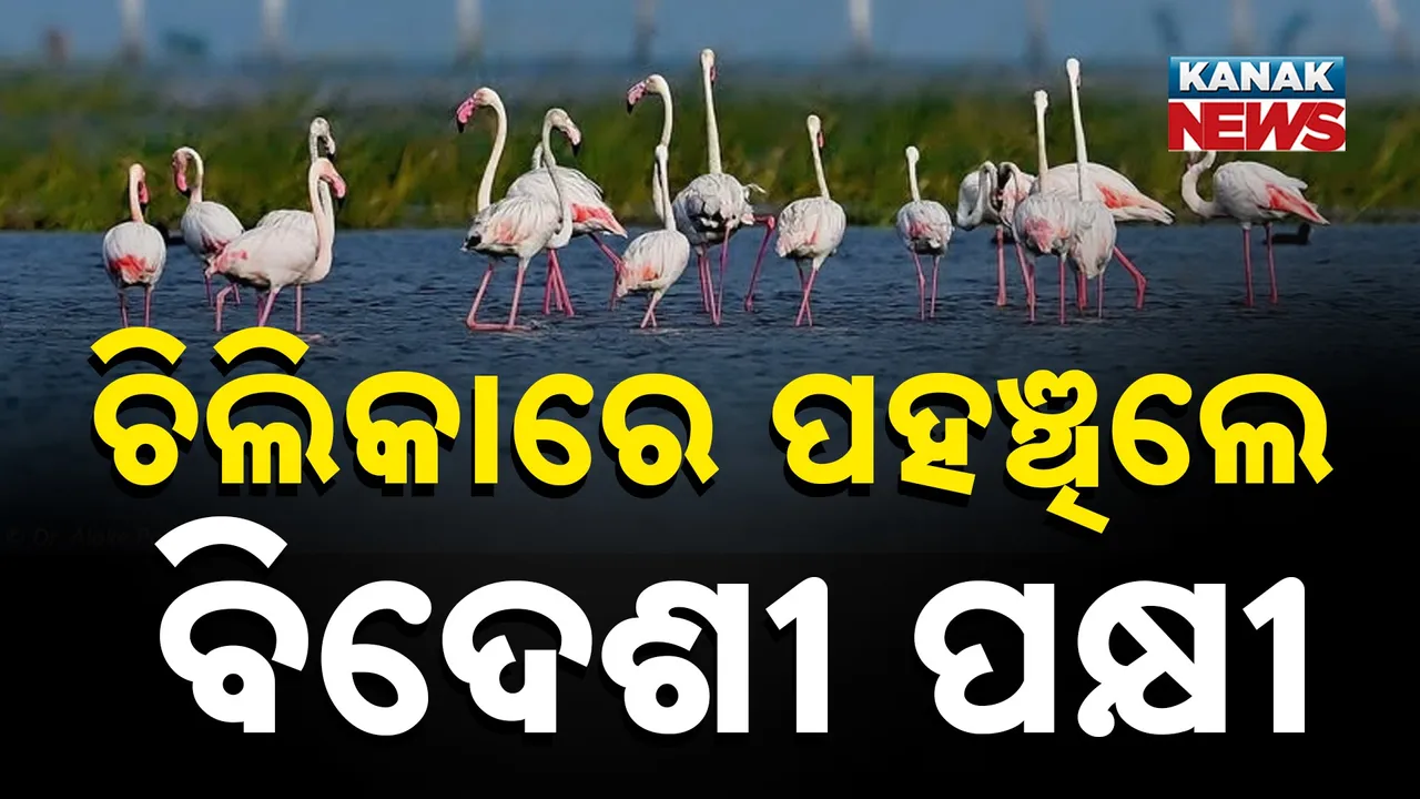  ଚିଲିକାରେ ବିଦେଶୀ ପକ୍ଷୀଙ୍କ ଲାଗିଲାଣି ଭିଡ଼ : ପକ୍ଷୀଙ୍କ ସୁରକ୍ଷା ପାଇଁ ୨୧ଟି ଟିମ୍ ନିୟୋଜିତ