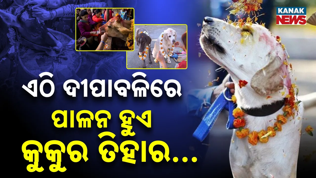  ଭାରତର ଏମିତି ଏକ ଜାଗା; ଦୀପାବଳି ବଦଳରେ ପାଳନ ହୁଏ କୁକୁର୍ ତିହାର । କାଉ, ଗାଈ ଓ ଷଣ୍ଢଙ୍କୁ ପୂଜା କରନ୍ତି ଲୋକେ ।