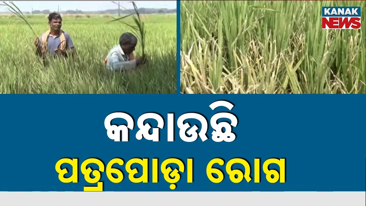  ଚାଷୀଙ୍କୁ କନ୍ଦାଉଛି ପତ୍ରପୋଡ଼ା ରୋଗ, ମାସକ ପରେ ଅମଳ ହୋଇଥାନ୍ତା ଧାନ, ରୋଗ ଧରିବାରୁ ବାହାରି ପାରୁନି ଧନକେଣ୍ଡା