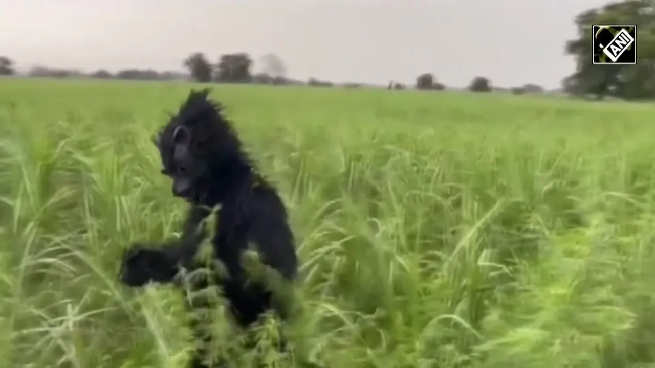  FARMER wearing the bear costumes Photograph: (ANI) 