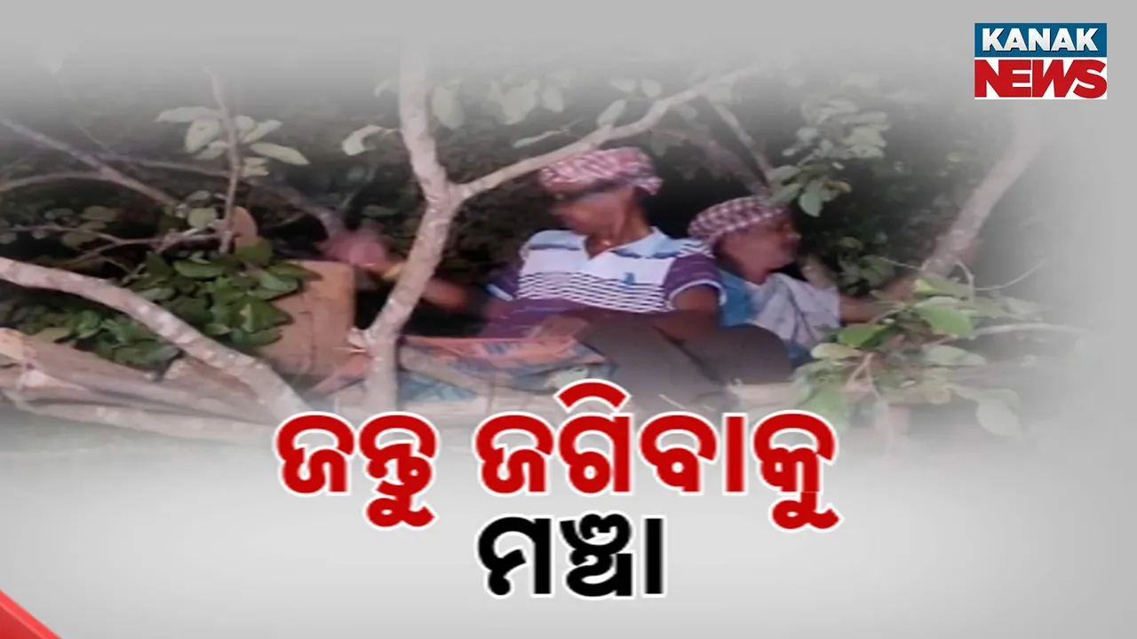  କାମାକ୍ଷାନଗର ଶିବୁଳାପଶି ଗାଁରେ ବଢ଼ୁଛି ଜଙ୍ଗଲୀ ଜନ୍ତୁଙ୍କ ପ୍ରଭାବ, ଗଛ ଉପରେ ମଞ୍ଚା କରି ଫସଲ ଜଗୁଛି ଚାଷୀ