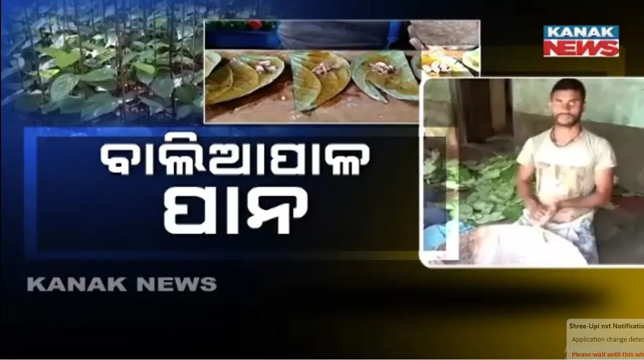  ଅର୍ଥକାରୀ ଫସଲ ପାନଚାଷକୁ ରୋଜଗାରର ମାଧ୍ୟମ କରିଛନ୍ତି ବାଲିଆପାଳ ଅଞ୍ଚଳର ଲୋକ, ହେଲେ ମିଳୁନି କୃଷିର ମାନ୍ୟତା