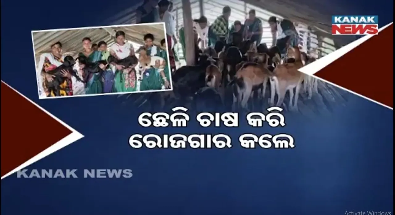 ସମୟ ସହ ତାଳ ଦେଇ ଆଗକୁ ବଢ଼ୁଛନ୍ତି ମହିଳା, ଛେଳି ପାଳନ କରି କୋରାପୁଟ ବଡ଼ାଗୁଡ଼ା ଗାଁ ମହିଳା କରୁଛନ୍ତି ରୋଜଗାର