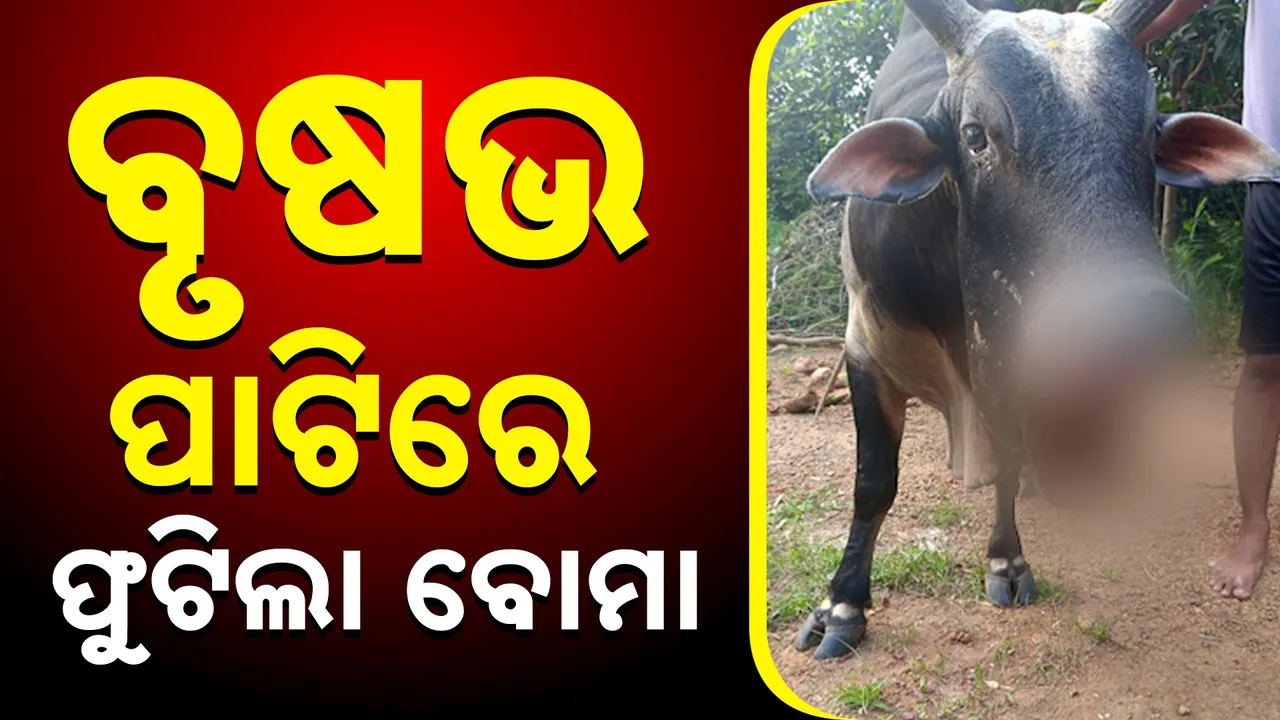  ବୃଷଭ ପାଟିରେ ଫୁଟିଲା ବୋମା Photograph: (Kanaknews) 