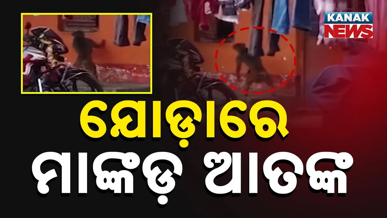  ଯୋଡ଼ାରେ ମାଙ୍କଡ଼ ଆତଙ୍କ Photograph: (KanaKnews) 