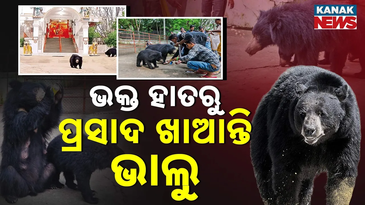  Bhalu-Maa-PKG-T Photograph: (KanakNews) 