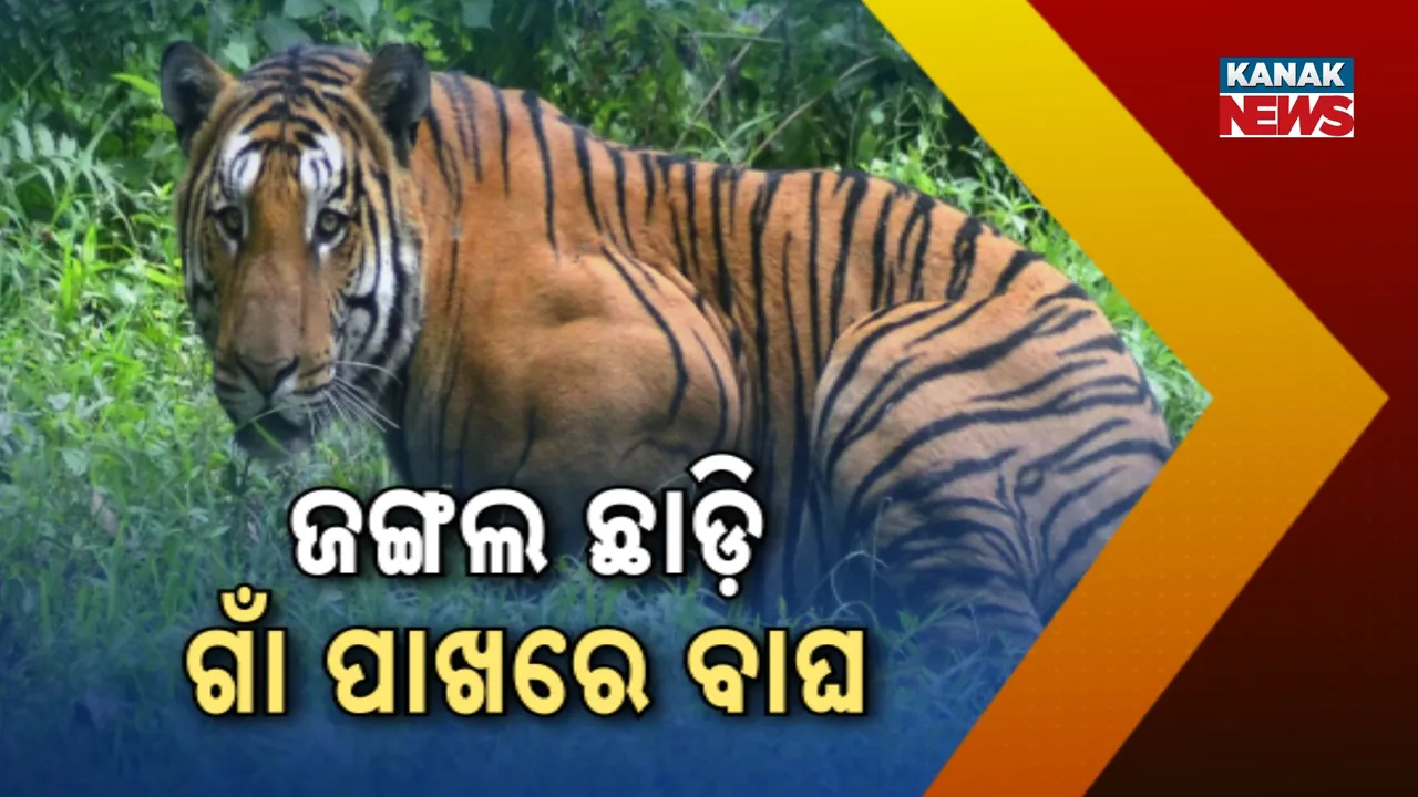  Tiger Fear Photograph: (Kanak News) 