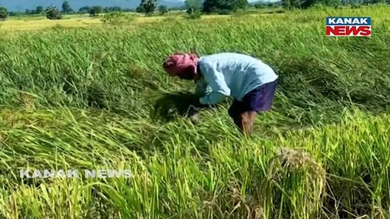  Farmer Photograph: (kanak news) 