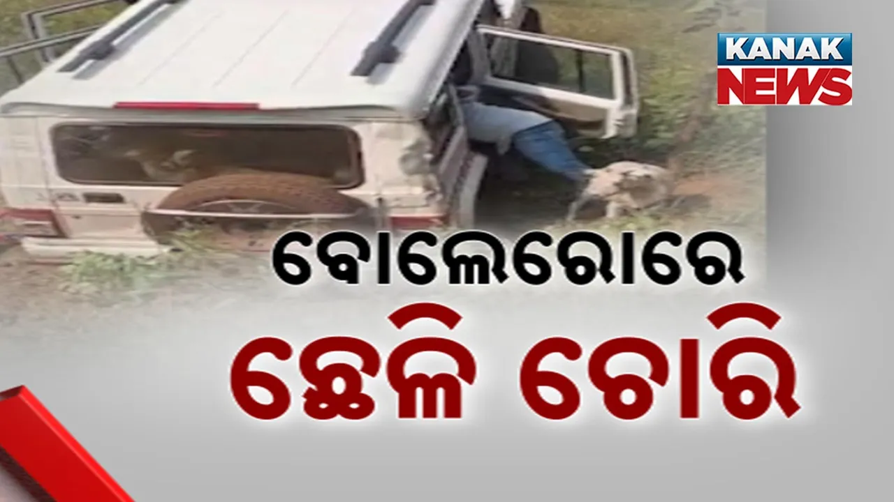  GoatTheft Photograph: (kanak news) 