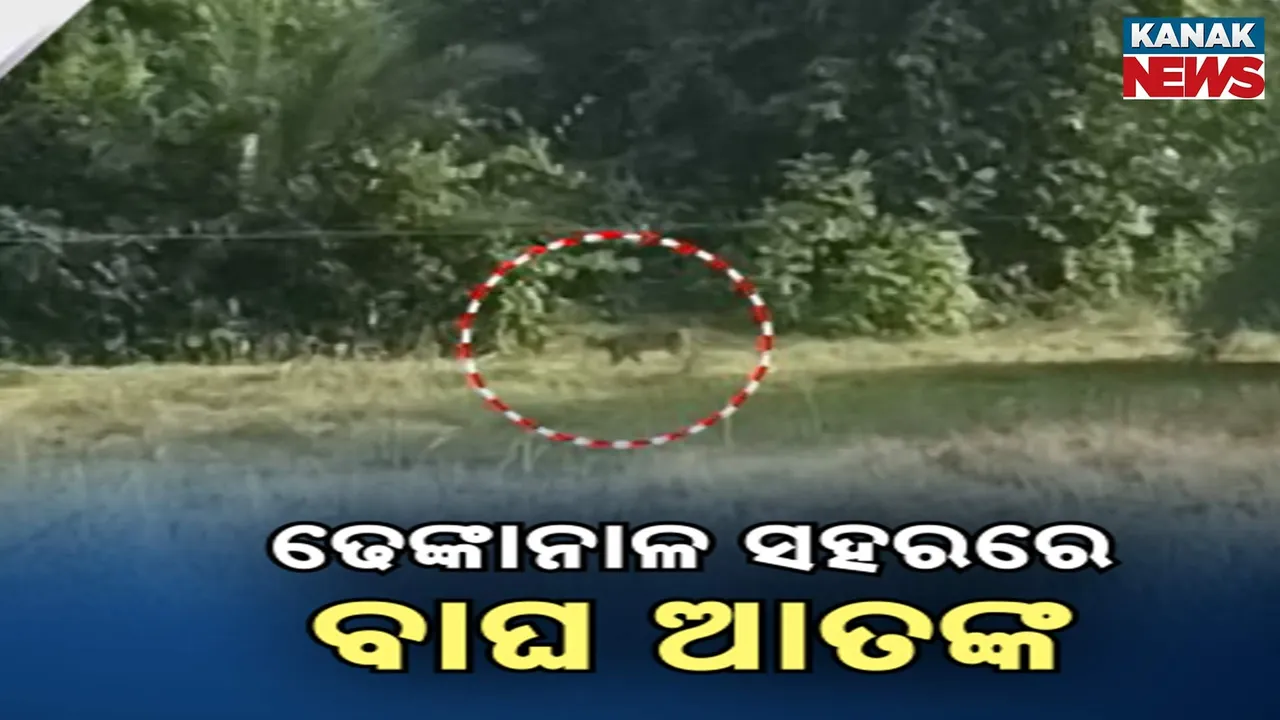  Tiger Scare Photograph: (Kanak News) 