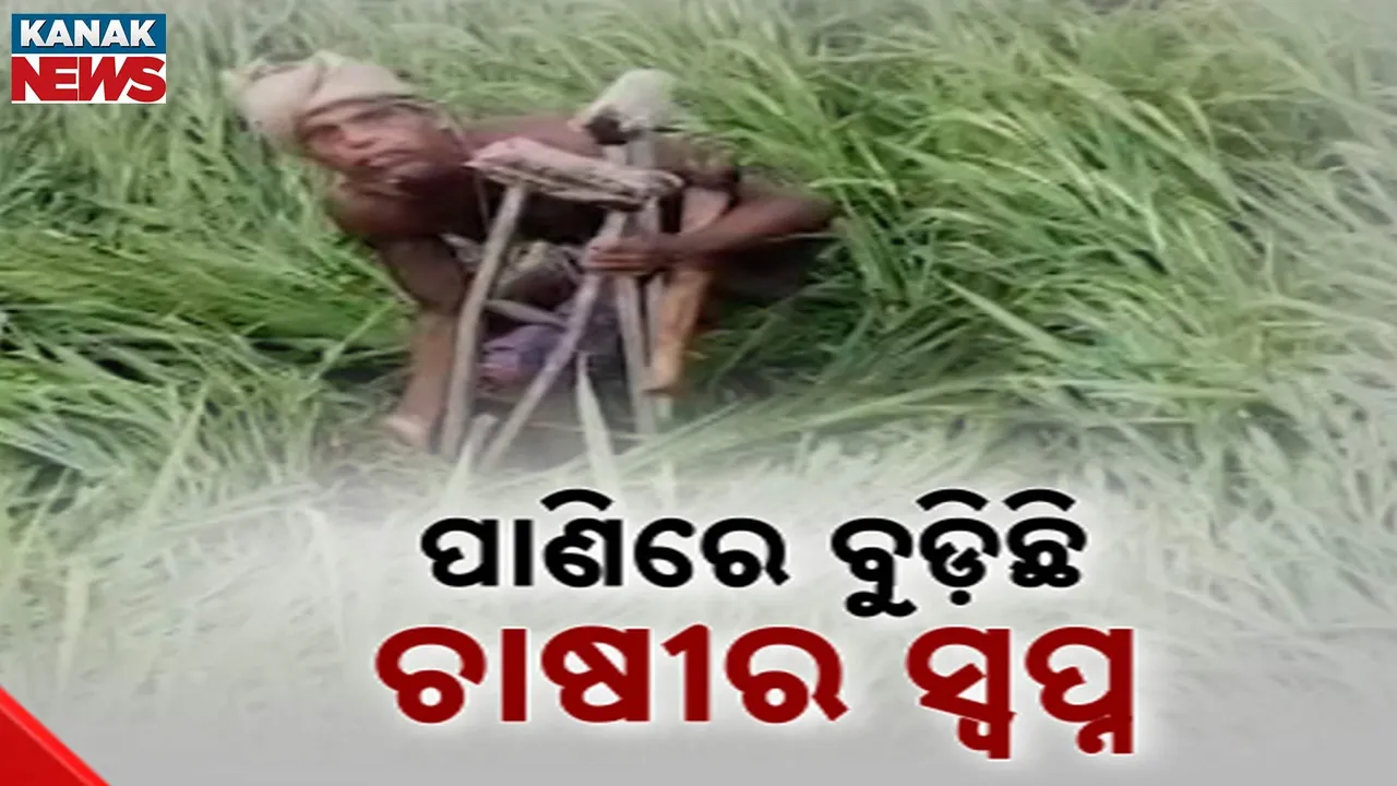  ସାରା ରାଜ୍ୟରେ ବାତ୍ୟା ମୋନ୍ଥାର ପ୍ରଭାବ, ଲଗାଣ ବର୍ଷାରେ ଉଜୁଡ଼ିଯାଇଛି ଏକର ଏକର ଫସଲ, ବର୍ଷକର ଆହାରକୁ ନଷ୍ଟ ହୋଇଯିବାର ଦେଖି ଭାଙ୍ଗିପଡ଼ିଛି ଚାଷୀ