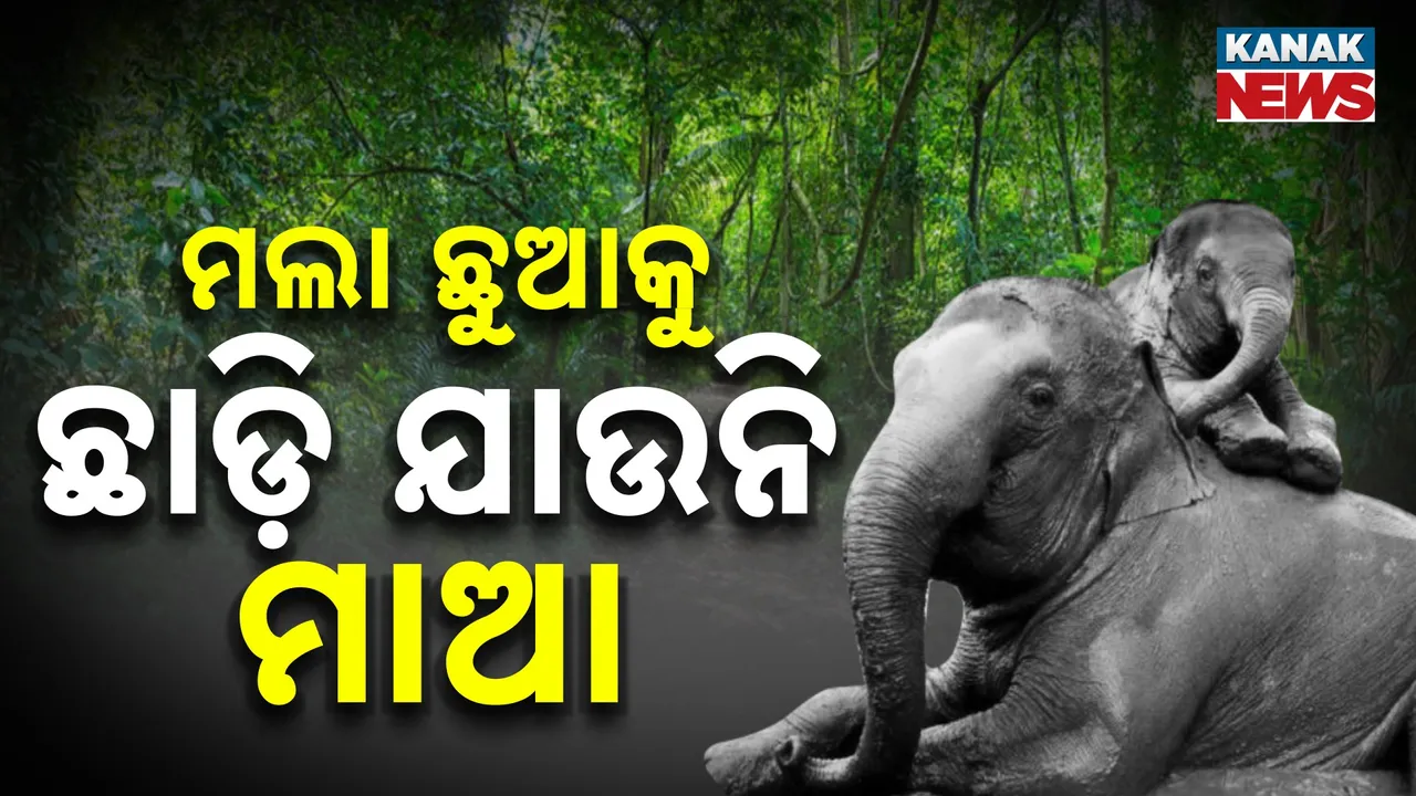  Elephant Photograph: (KanaKNews) 