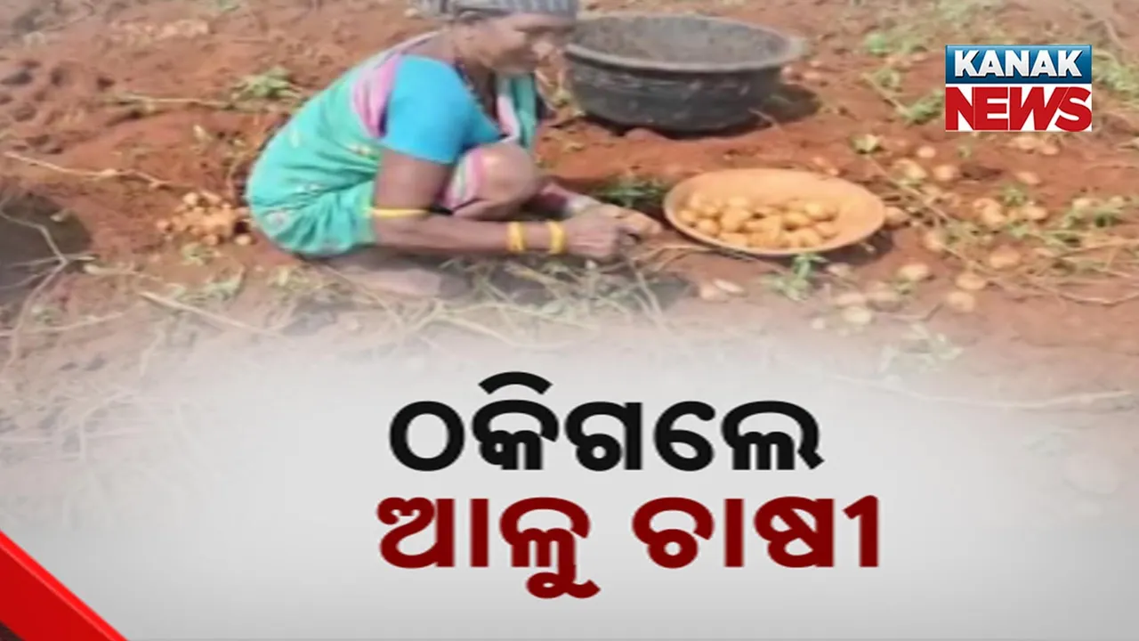  potato farmer Photograph: (Kanak News) 
