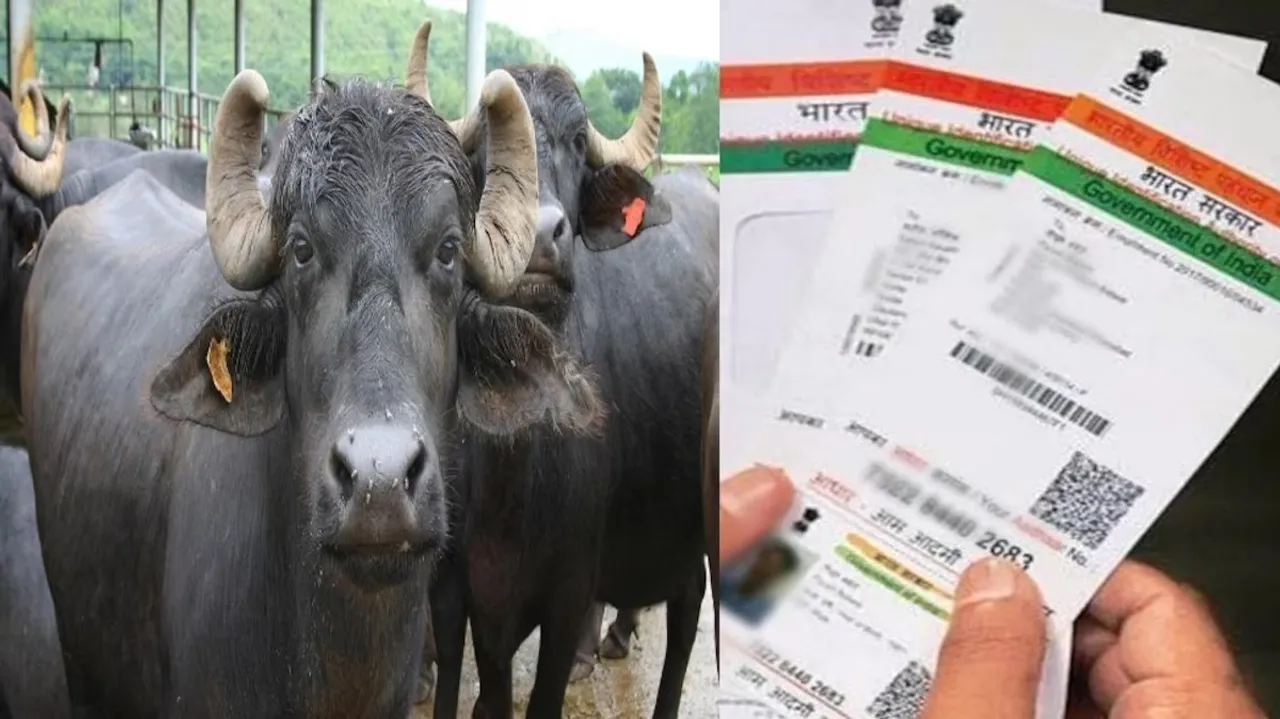  yellow ear tag Photograph: (Google) 