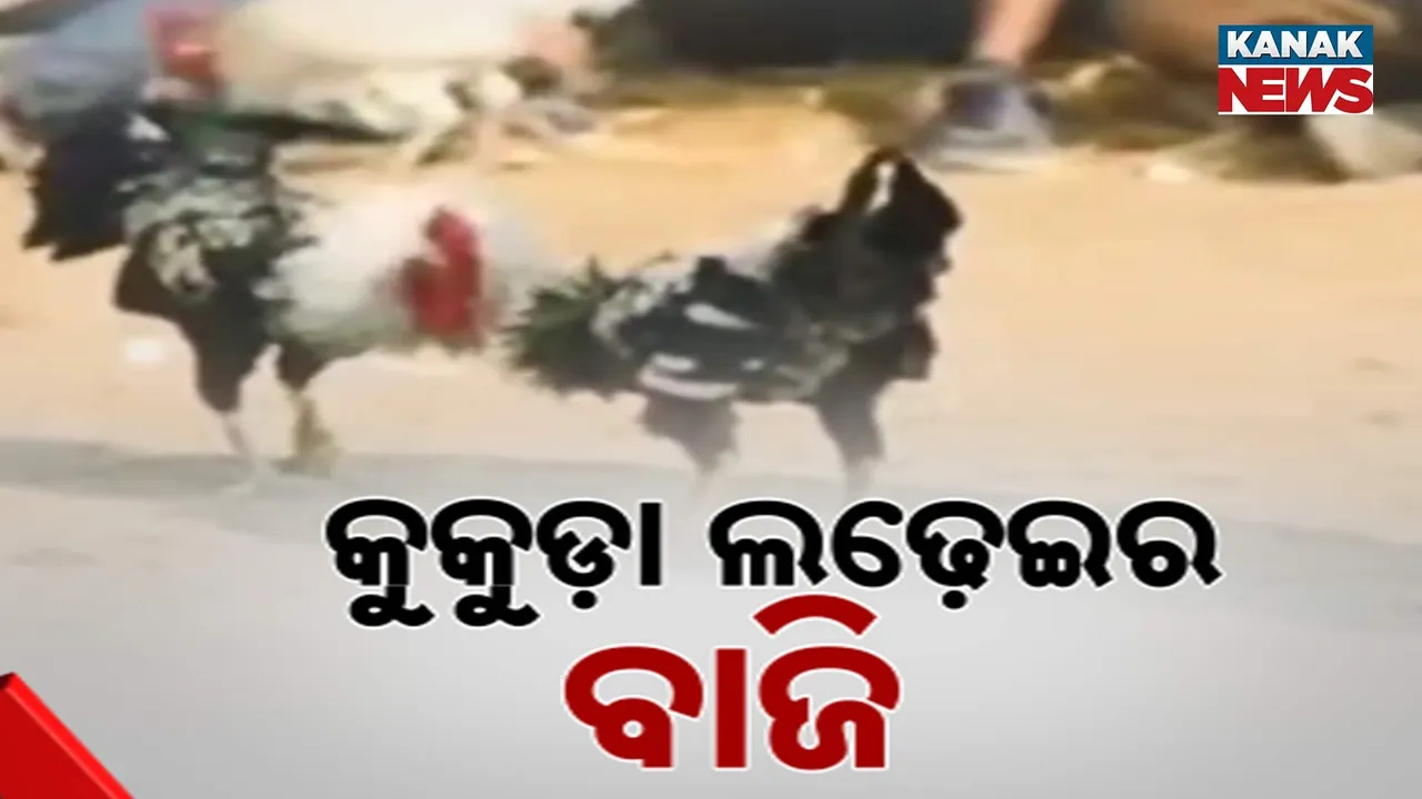  Cockfights Photograph: (Kanak News) 