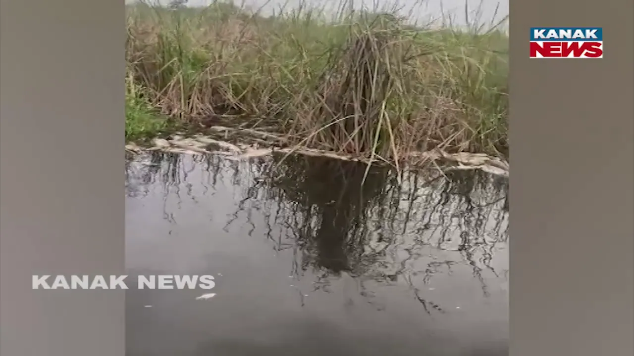  fish Photograph: (kanak news) 