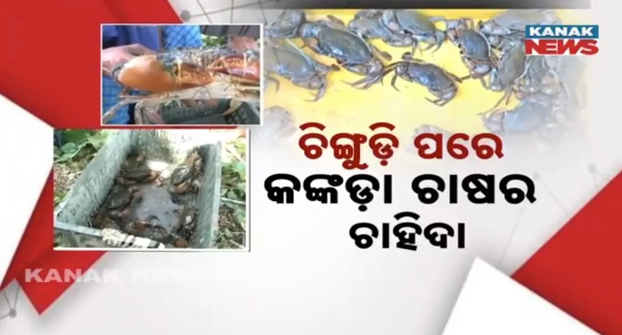  crab farming Photograph: (Kanak News) 