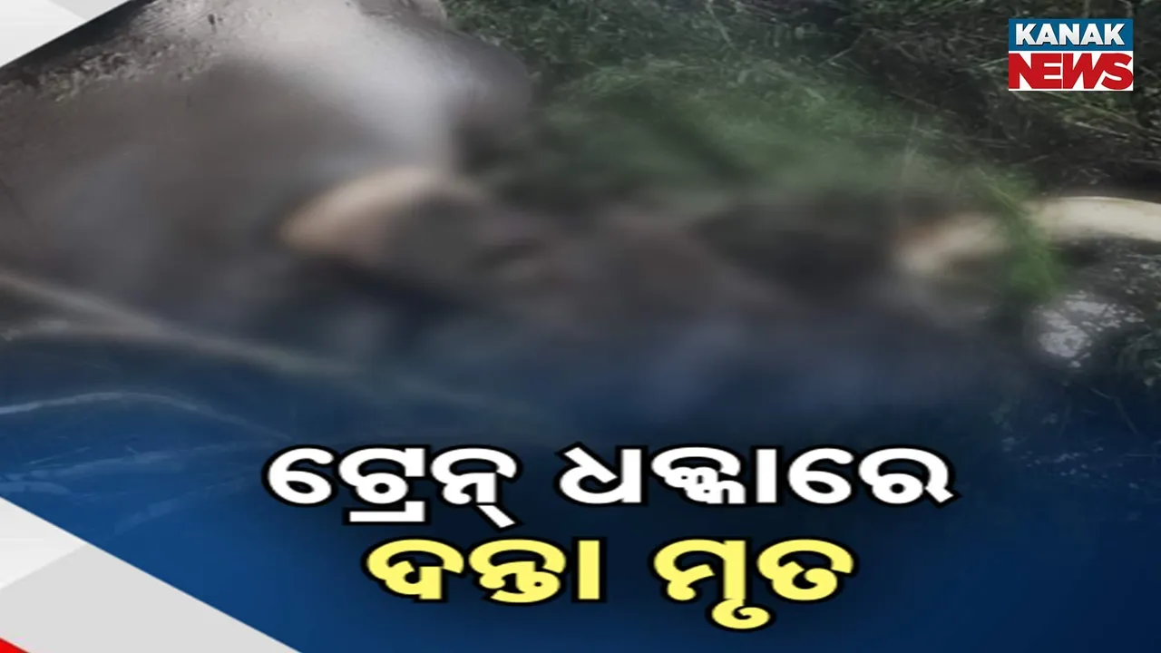  Elephant death Photograph: (KanaKnews) 