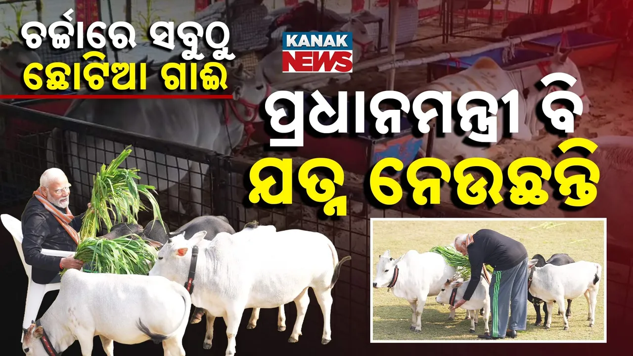  World's Smallest Cows Photograph: (KANAK NEWS) 