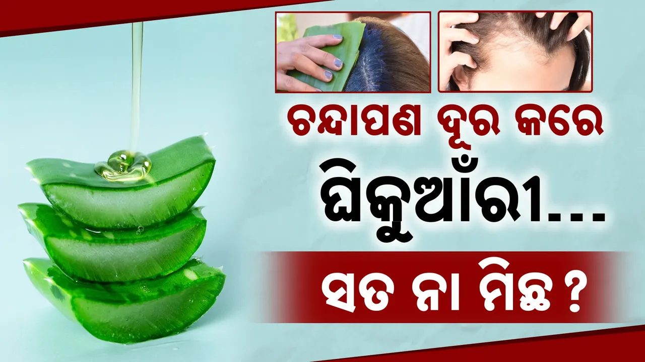  Aloe Vera Reverse Photograph: (KanakNews) 